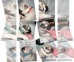 Small Photo #12 Pug Puppy For Sale in MINERAL RIDGE, OH, USA