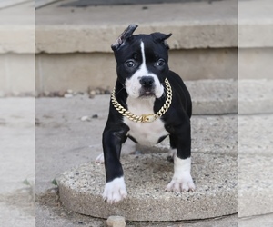 American Bully Puppy for sale in CHAMPAIGN, IL, USA