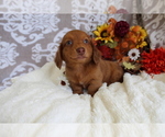 Small #8 Dachshund