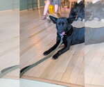Small #1 Mutt