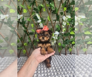 Morkie Puppy for sale in INDIANAPOLIS, IN, USA