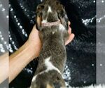 Small #2 Dachshund