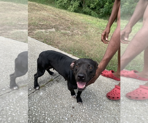 Medium Photo #1 American Pit Bull Terrier Puppy For Sale in ORLANDO, FL, USA