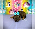 Small #1 YorkiePoo