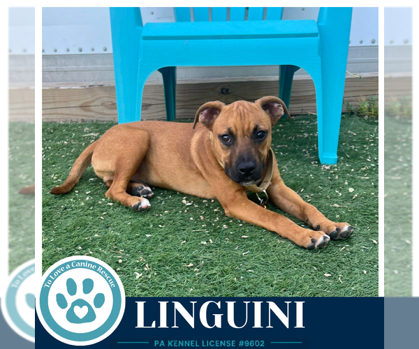 Medium Photo #13 Boxer-Unknown Mix Puppy For Sale in Kimberton, PA, USA