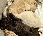 Small Photo #16 Poodle (Standard) Puppy For Sale in PASO ROBLES, CA, USA