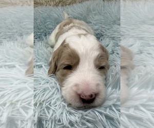 Medium Goldendoodle