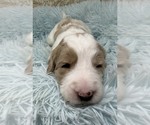 Puppy Mr Black Collar Goldendoodle