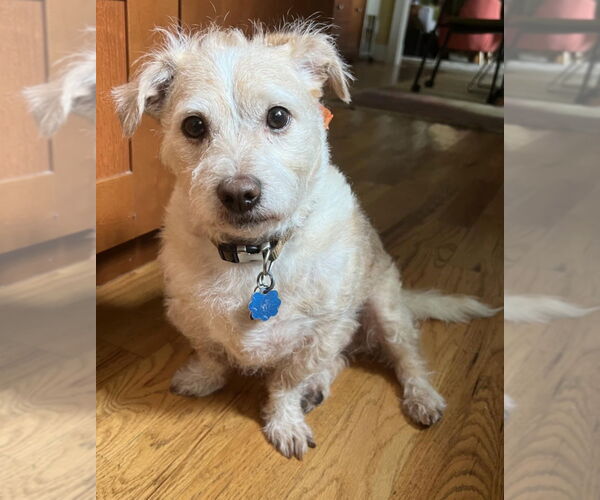 Medium Photo #3 Norfolk Terrier-Unknown Mix Puppy For Sale in Aurora, IN, USA