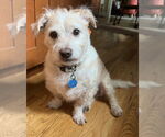Small #2 Norfolk Terrier Mix