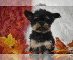 Small Photo #1 Yorkshire Terrier Puppy For Sale in ELDORADO, OH, USA
