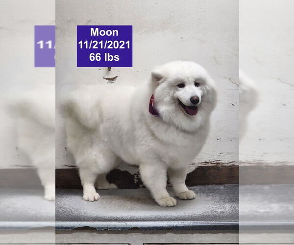 Medium Photo #10 Samoyed Puppy For Sale in West Hollywood, CA, USA