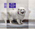 Small #9 Samoyed