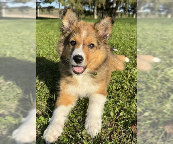 Medium Photo #1 Australian Shepherd-Unknown Mix Puppy For Sale in Genesee, WI, USA