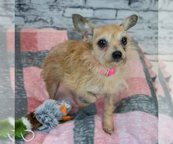 Medium Photo #3 Chihuahua-Unknown Mix Puppy For Sale in Kennesaw, GA, USA