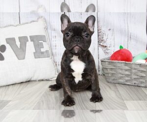 French Bulldog Puppy for sale in MARIETTA, GA, USA