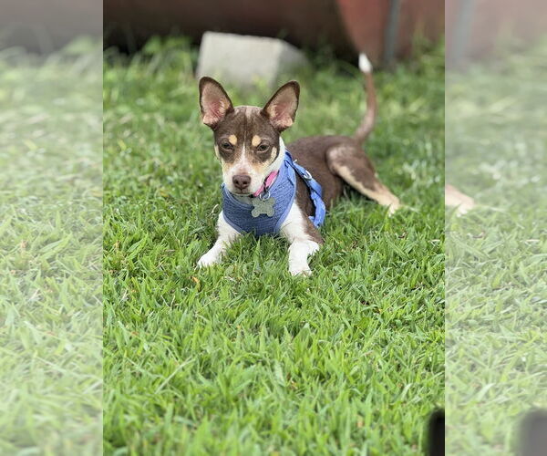 Medium Photo #6 Jack Chi Puppy For Sale in Holly Springs, NC, USA