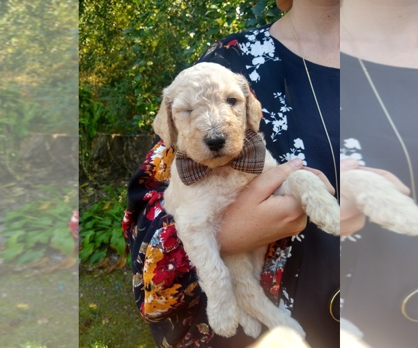 Medium Photo #27 Goldendoodle Puppy For Sale in ZEBULON, NC, USA