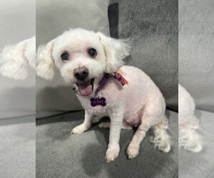 Poochon Dogs for adoption in Corona, CA, USA