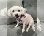 Small Poochon