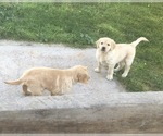 Small #2 Golden Retriever