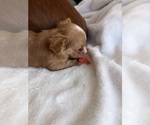 Small Photo #21 Chihuahua Puppy For Sale in SAN ANTONIO, TX, USA