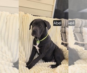 Cane Corso Puppy for sale in MINERAL WELLS, WV, USA