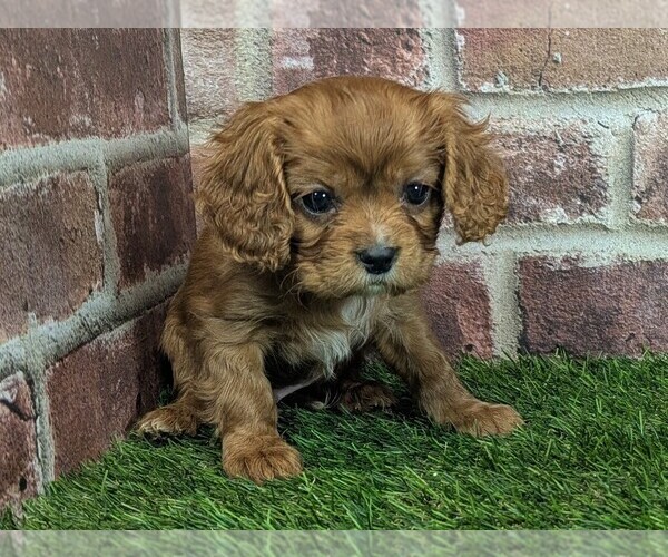 Medium Photo #10 Cavalier King Charles Spaniel Puppy For Sale in MOBERLY, MO, USA