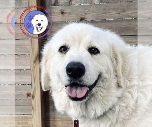 Great Pyrenees Dogs for adoption in Spring, TX, USA