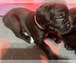 Puppy Yellow Collar Cane Corso