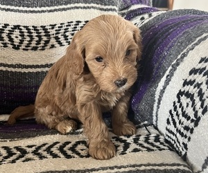 Medium Cavapoo