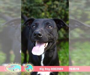 BIG BOY - Male Labrador Retriever-Unknown Mix Dog for Adoption - Photo #2