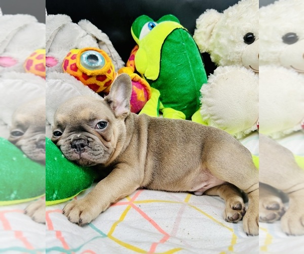 Medium Photo #7 French Bulldog Puppy For Sale in BELLVILLE, TX, USA