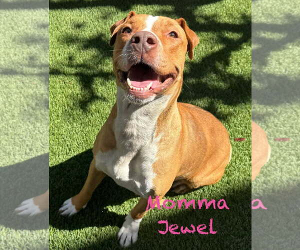 Medium Photo #1 Mutt Puppy For Sale in Mission Viejo, CA, USA