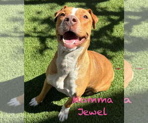 Mutt Dogs for adoption in Mission Viejo, CA, USA