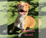 Jewel - Female Mutt Dog for Adoption - Small photo