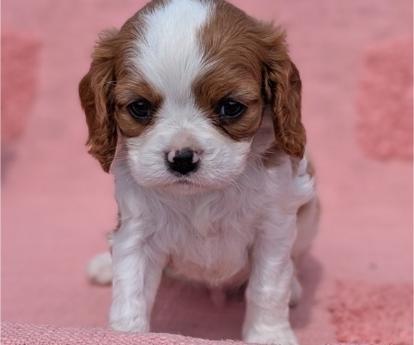 Medium Photo #59 Cavalier King Charles Spaniel Puppy For Sale in GOSHEN, IN, USA