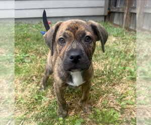 American Staffordshire Terrier-Labrador Retriever Mix Dogs for adoption in Lakewood, CO, USA