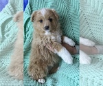 Small Photo #2 Miniature American Shepherd Puppy For Sale in COLORADO SPRINGS, CO, USA