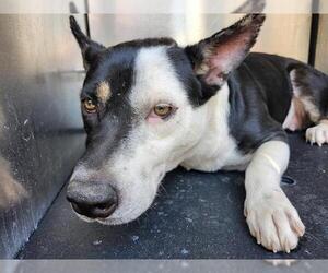 Mutt Dogs for adoption in San Antonio, TX, USA