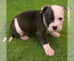 Small #8 American Bully