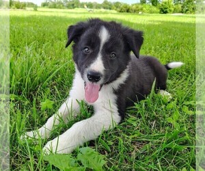 Medium Border Collie