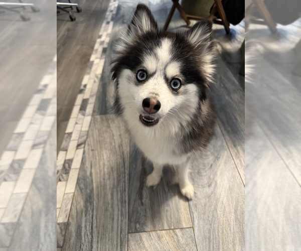 Medium Photo #1 Pomsky Puppy For Sale in HOMELAND, CA, USA