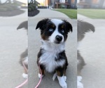 Small Miniature American Shepherd