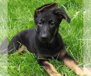 German Shepherd Dog Puppy for sale in INDEPENDENCE, MO, USA