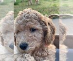 Small Photo #2 Goldendoodle Puppy For Sale in PENDLETON, SC, USA
