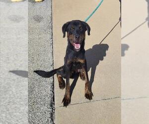 Rottweiler-Unknown Mix Dogs for adoption in Louisville, KY, USA