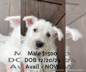 Scottish Terrier Puppy for Sale in YORKTOWN, Indiana USA