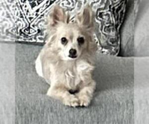 Chihuahua-Unknown Mix Dogs for adoption in San Antonio, TX, USA