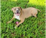 Small #1 American Pit Bull Terrier